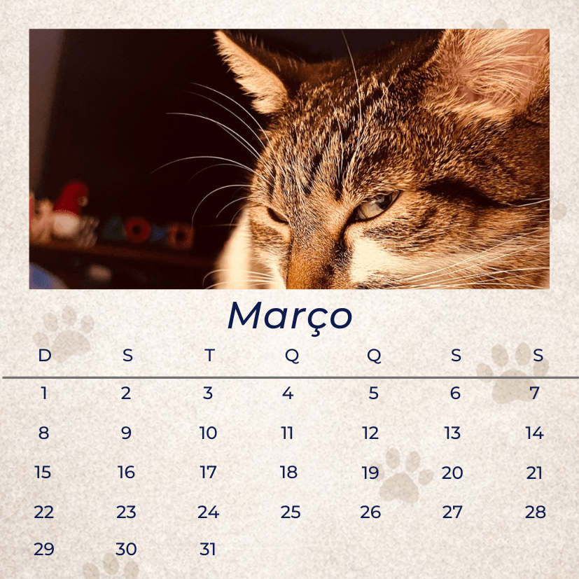 12 Memórias - Coleção Magnética - Paws&Moments