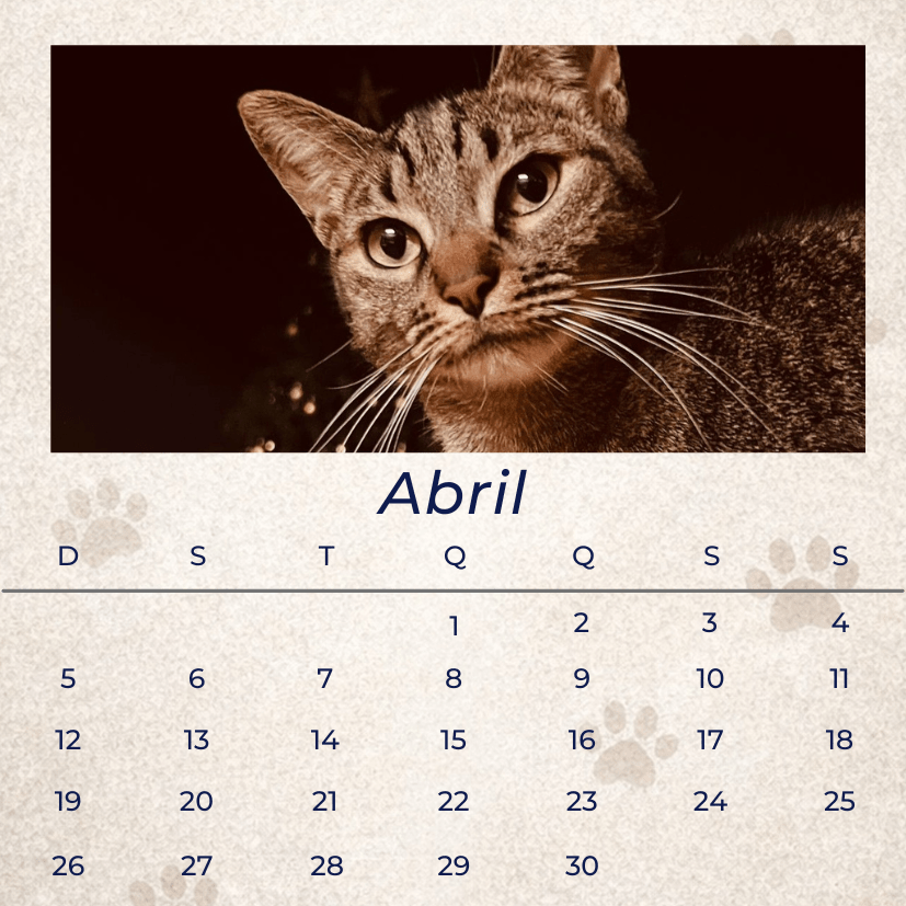 12 Memórias - Coleção Magnética - Paws&Moments