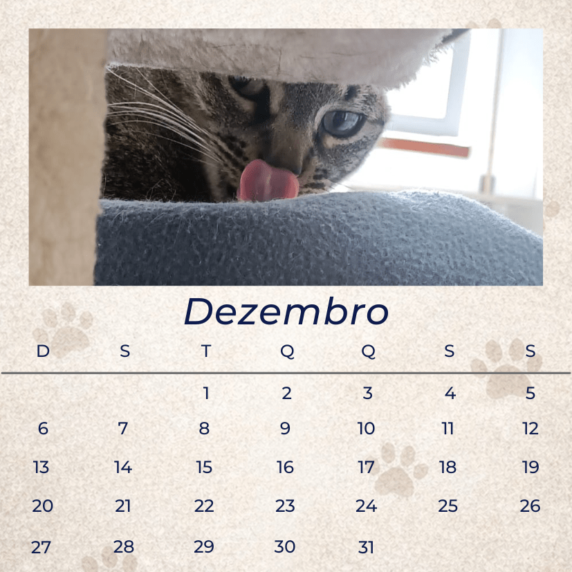 12 Memórias - Coleção Magnética - Paws&Moments