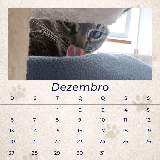 12 Memórias - Coleção Magnética - Paws&Moments