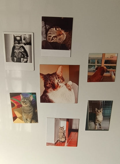 Coleção de 7 Memórias - Paws&Moments