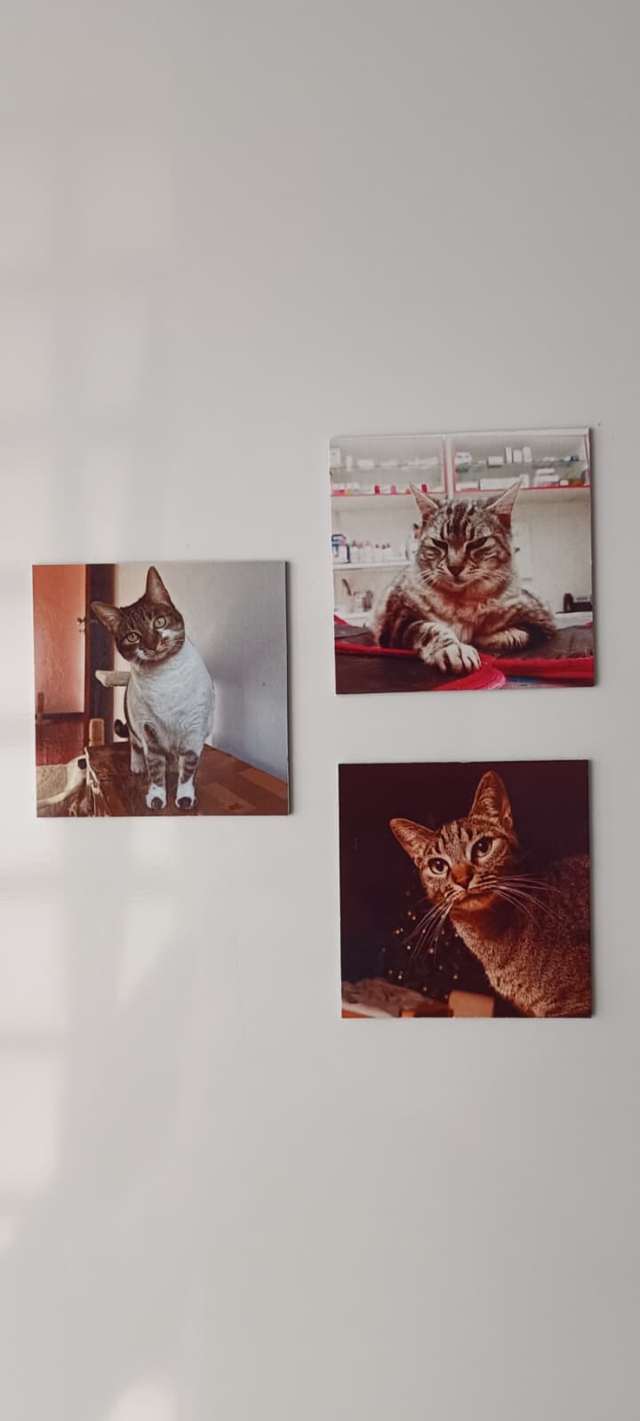 Coleção Descoberta - Paws&Moments