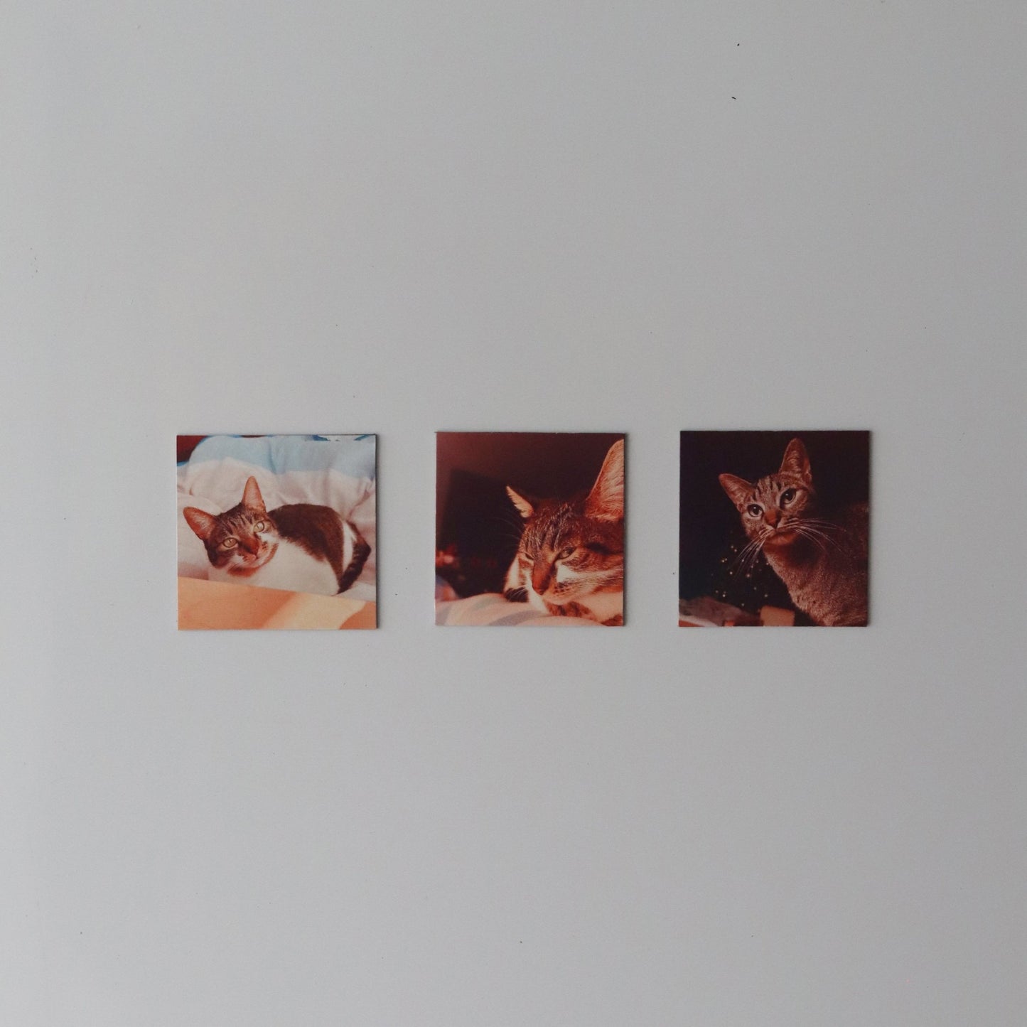 Coleção Descoberta - Paws&Moments