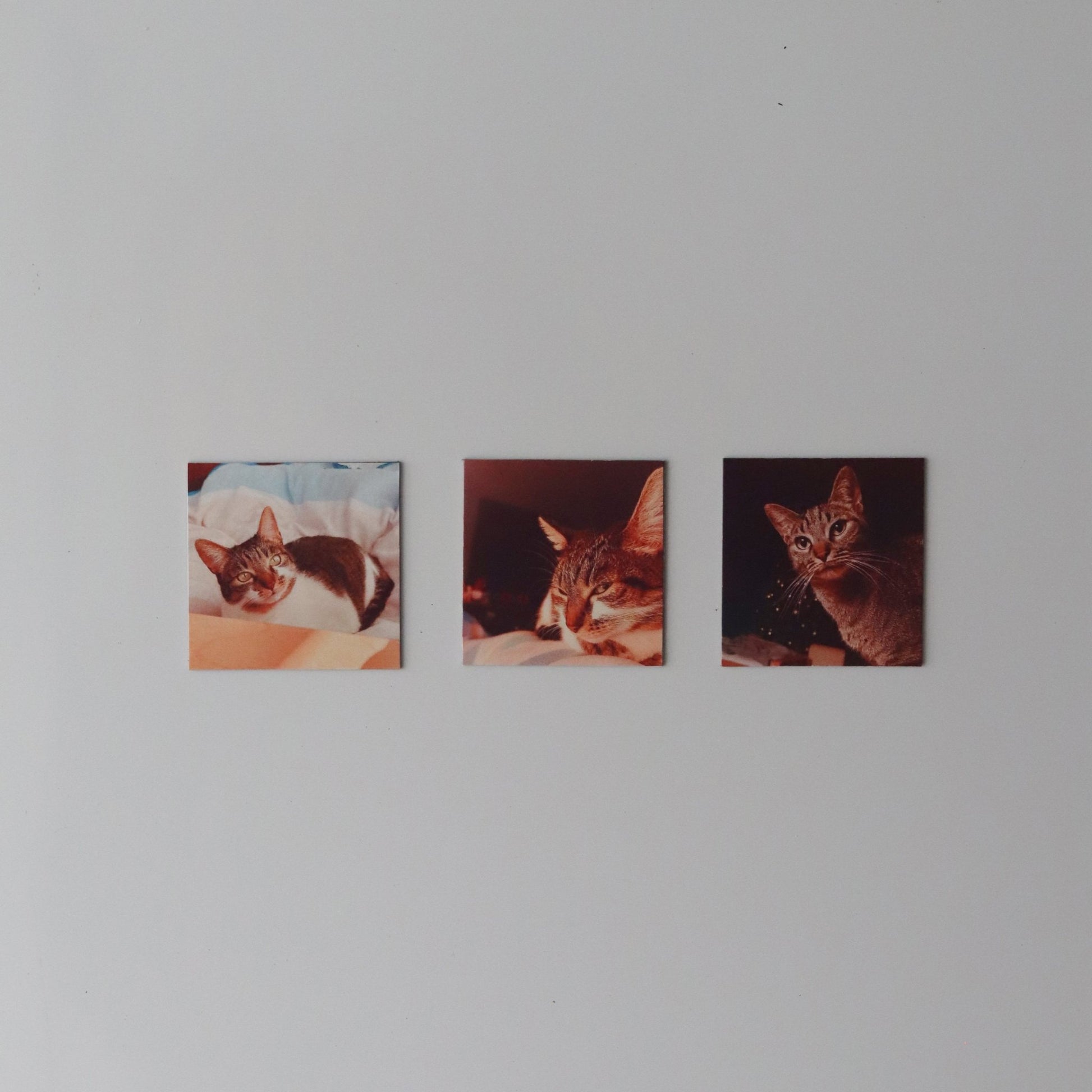 Coleção Descoberta - Paws&Moments