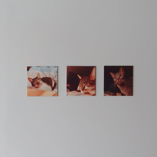 Coleção Descoberta - Paws&Moments