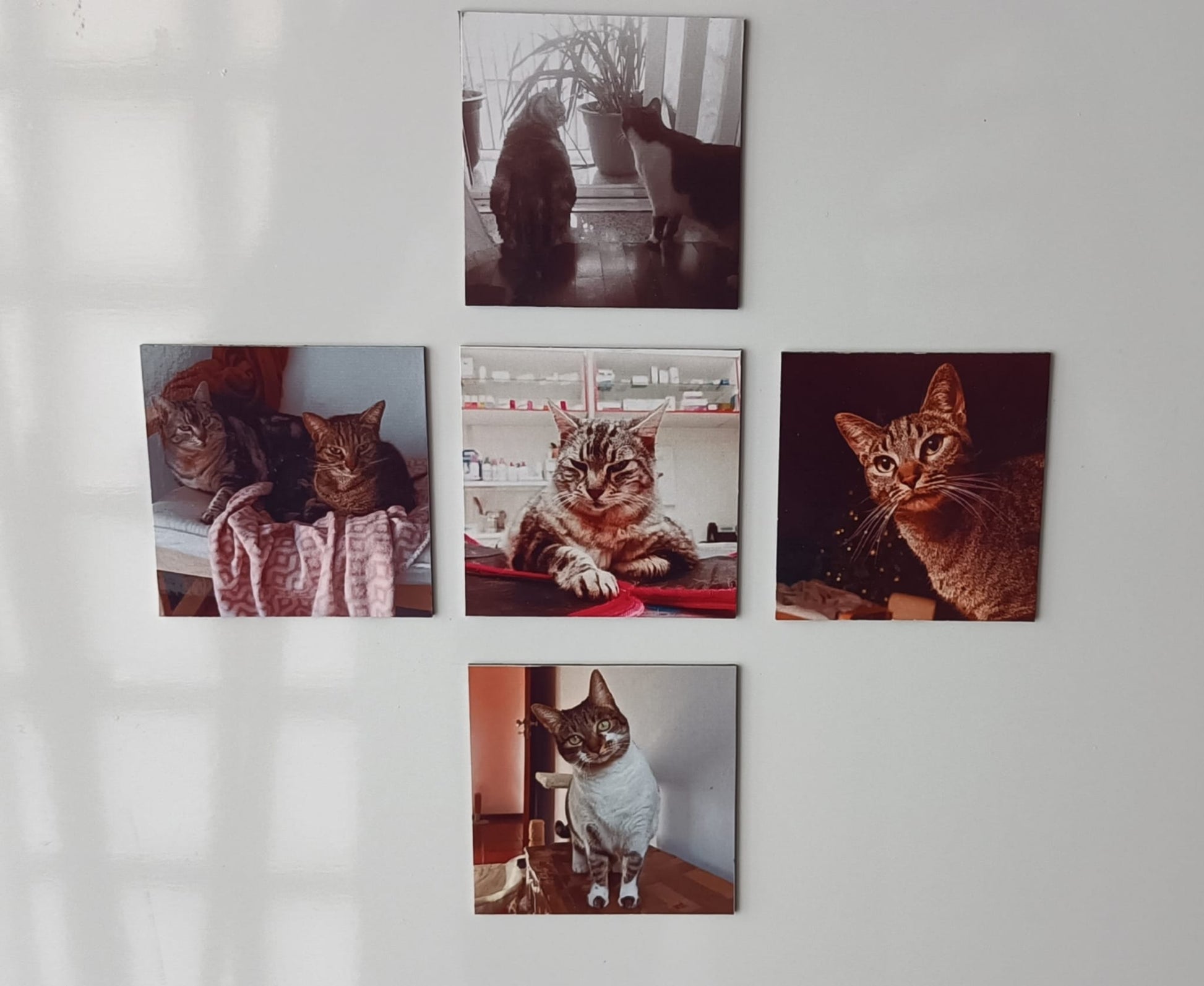 Coleção Essencial - Paws&Moments