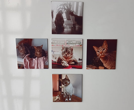 Coleção Essencial - Paws&Moments