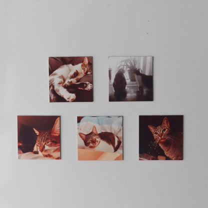 Coleção Essencial - Paws&Moments