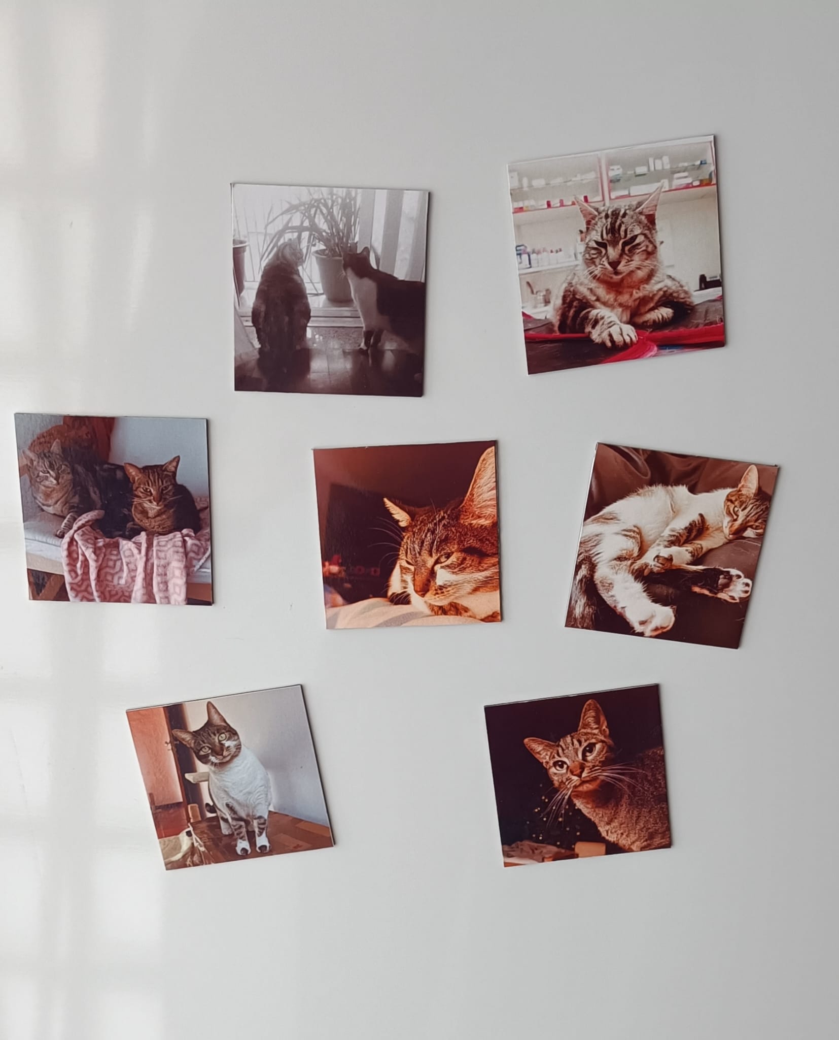 Coleção Surpresa - Paws&Moments