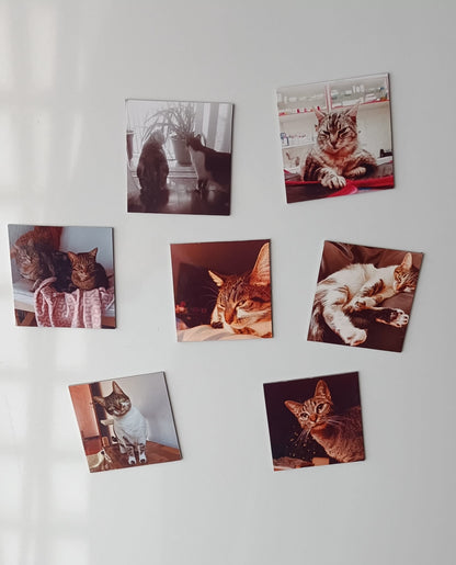 Coleção Surpresa - Paws&Moments