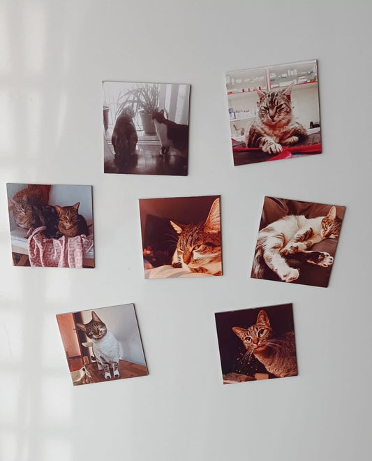 Coleção Surpresa - Paws&Moments