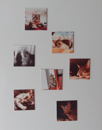 Coleção Surpresa - Paws&Moments