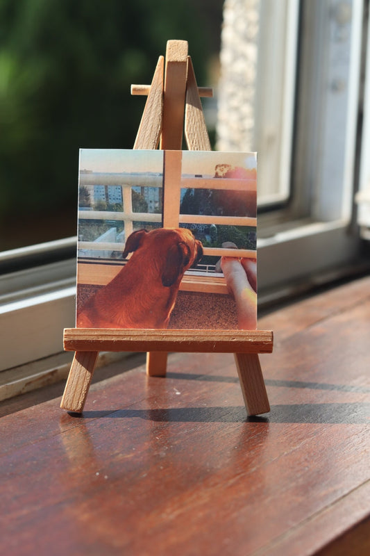 Tela Personalizada - Paws&Moments